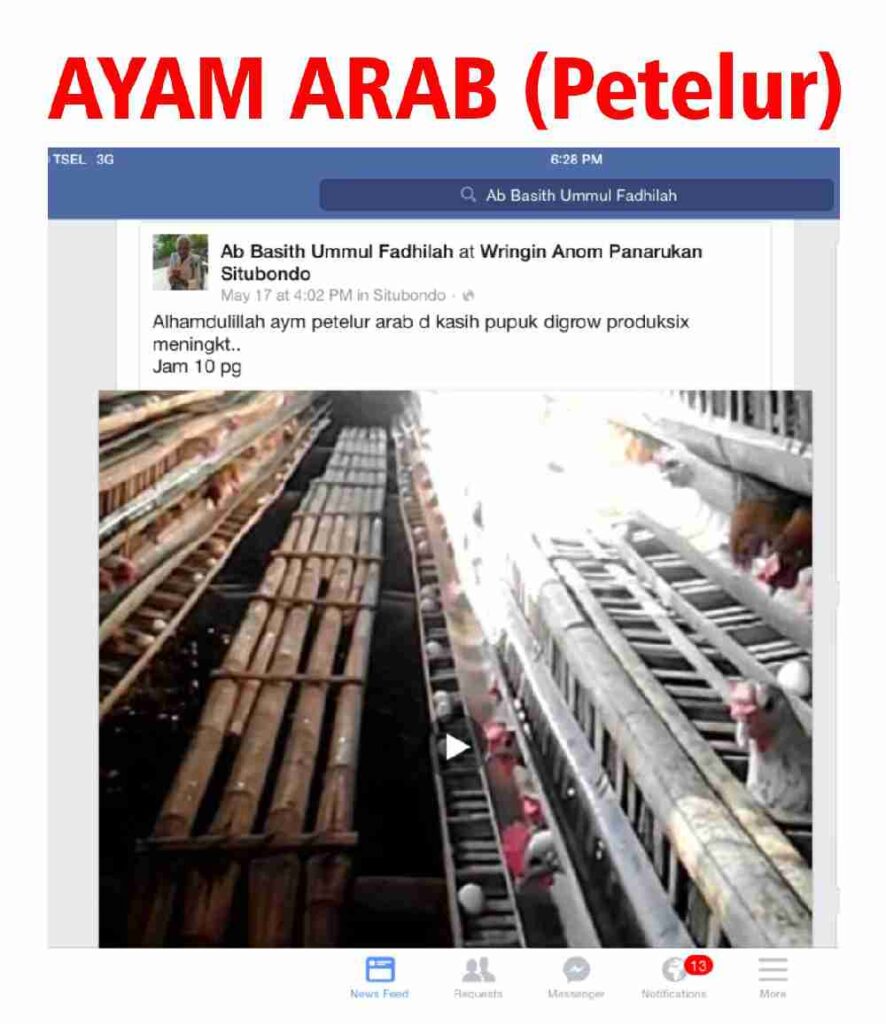 Cara Aplikasi DIGROW Untuk Ayam - Testimoni Peternak Ayam DIGROW (1)