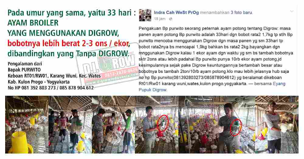 Cara Aplikasi DIGROW Untuk Ayam - Testimoni Peternak Ayam DIGROW (15)Cara Aplikasi DIGROW Untuk Ayam - Testimoni Peternak Ayam DIGROW (15)Cara Aplikasi DIGROW Untuk Ayam - Testimoni Peternak Ayam DIGROW (15)