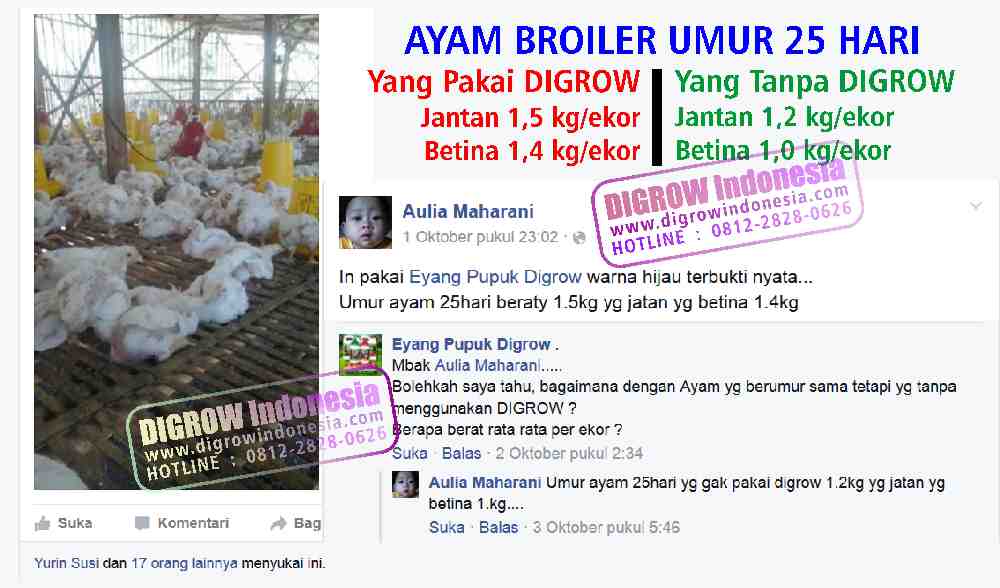 Cara Aplikasi DIGROW Untuk Ayam - Testimoni Peternak Ayam DIGROW (8)