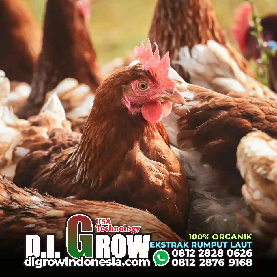 CARA APLIKASI DIGROW UNTUK AYAM - Header 03a
