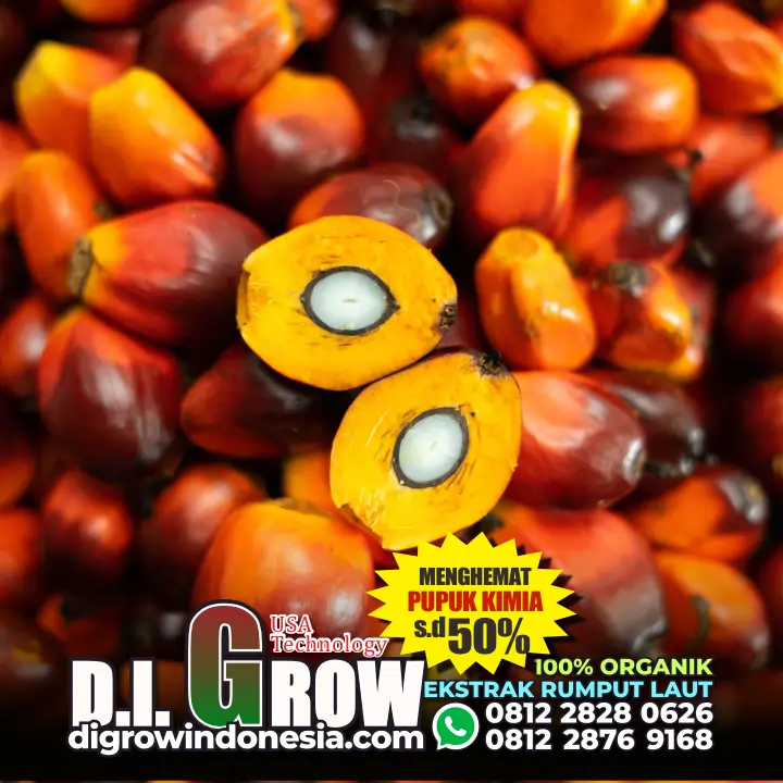 DIGROW untuk Sawit - Header 01